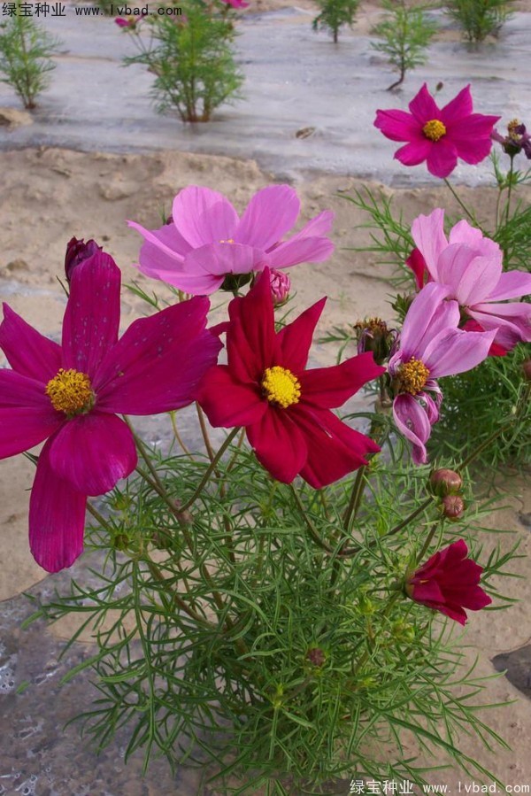 <a href='http://www.hn123.net.cn/caohuazhongzi/12.html' target='_blank'>波斯菊種子</a>