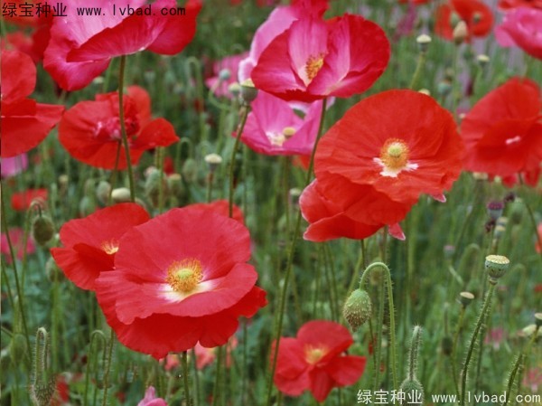 <a href='http://www.hn123.net.cn/caohuazhongzi/161.html' target='_blank'>虞美人</a>