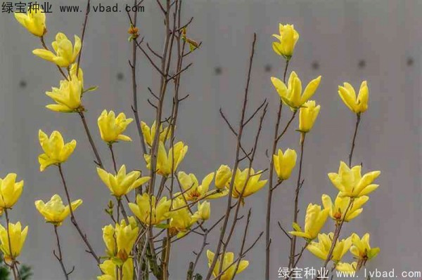 <a href='http://www.hn123.net.cn/linmuzhongzi/1697.html' target='_blank'>黃玉蘭</a>