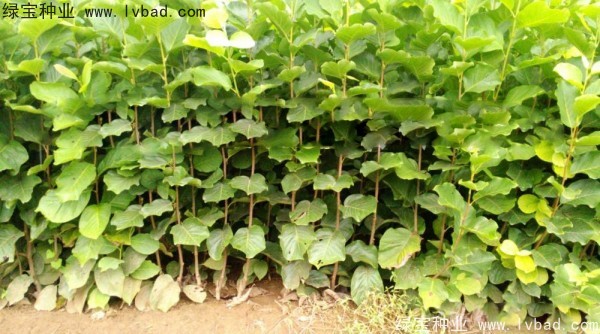 <a href='http://www.hn123.net.cn/linmuzhongzi/1697.html' target='_blank'>黃玉蘭</a>