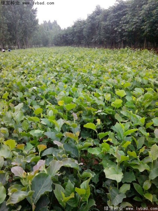 黃<a href='http://www.hn123.net.cn/linmuzhongzi/1813.html' target='_blank'>玉蘭</a>