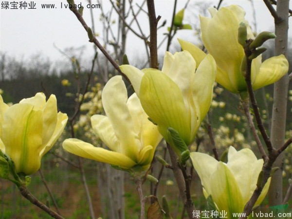 黃<a href='http://www.hn123.net.cn/linmuzhongzi/1813.html' target='_blank'>玉蘭</a>