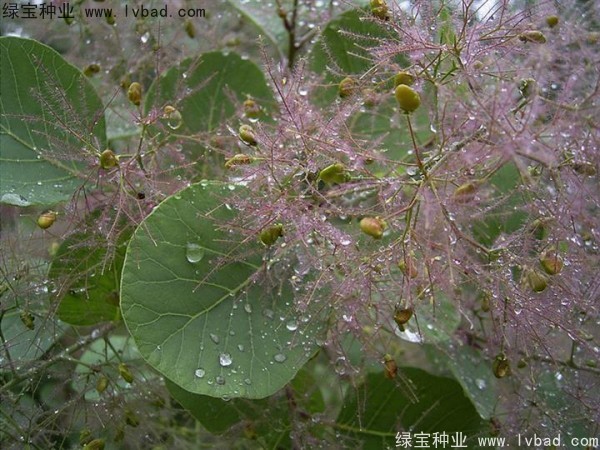 <a href='http://www.hn123.net.cn/linmuzhongzi/1699.html' target='_blank'>黃櫨種子</a>