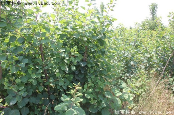 黃櫨<a href='http://www.hn123.net.cn/' target='_blank'>種子</a>
