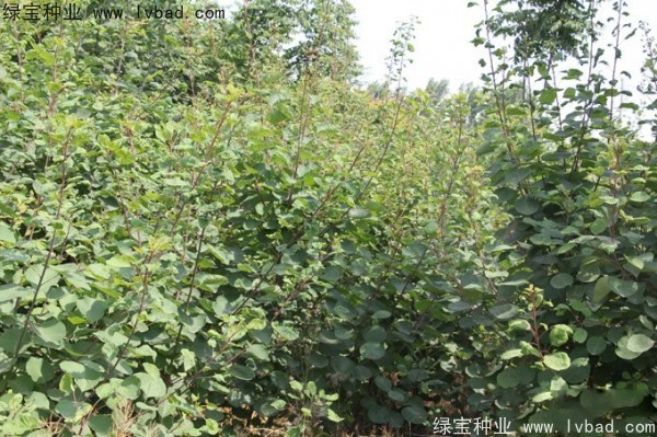 <a href='http://www.hn123.net.cn/linmuzhongzi/1699.html' target='_blank'>黃櫨種子</a>