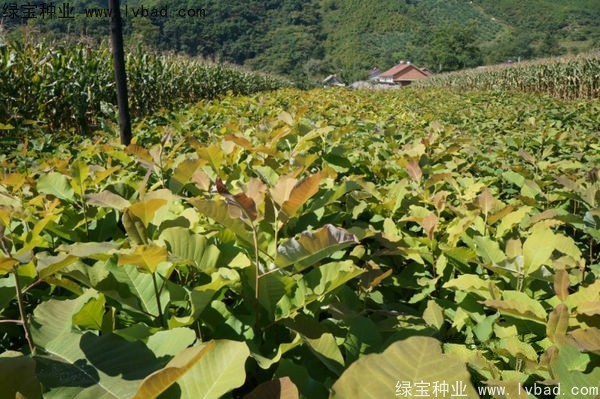 <a href='http://www.hn123.net.cn/linmuzhongzi/1703.html' target='_blank'>厚樸</a><a href='http://www.hn123.net.cn/' target='_blank'>種子</a>