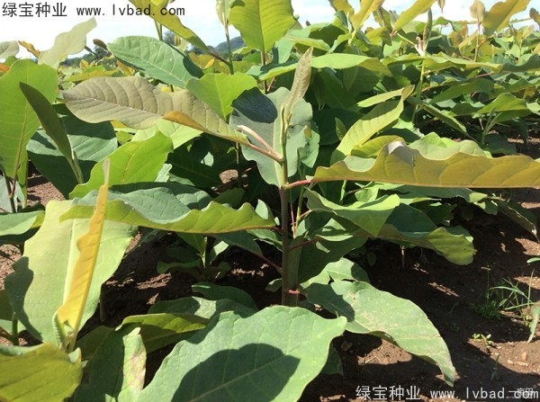 <a href='http://www.hn123.net.cn/linmuzhongzi/1703.html' target='_blank'>厚樸種子</a>
