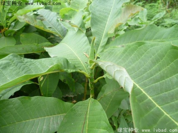 <a href='http://www.hn123.net.cn/linmuzhongzi/1703.html' target='_blank'>厚樸種子</a>