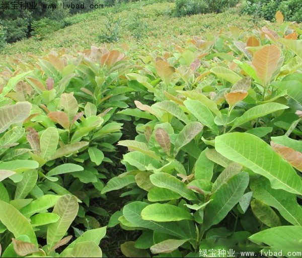 厚樸<a href='http://www.hn123.net.cn/' target='_blank'>種子</a>