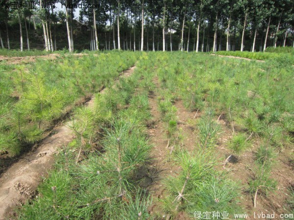 <a href='http://www.hn123.net.cn/linmuzhongzi/1705.html' target='_blank'>華山松種子</a>