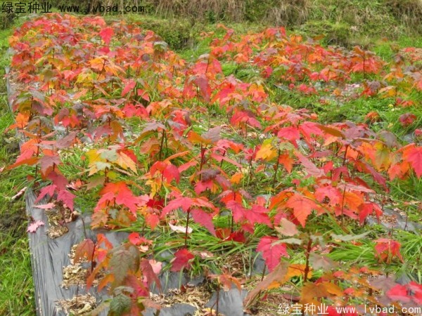 <a href='http://www.hn123.net.cn/linmuzhongzi/1706.html' target='_blank'>紅楓種子</a>