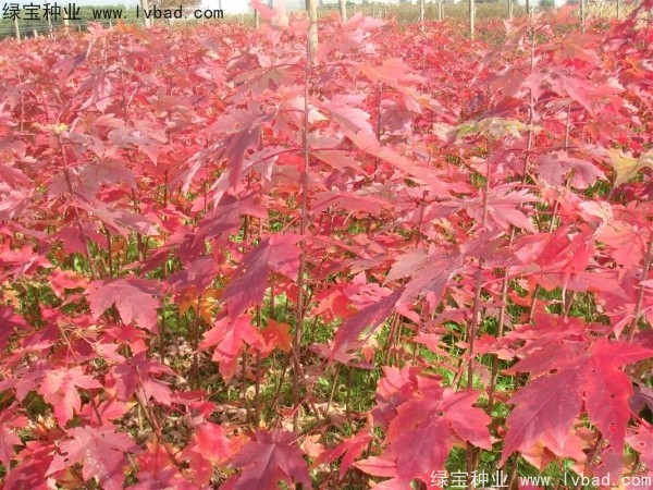 紅楓<a href='http://www.hn123.net.cn/' target='_blank'>種子</a>