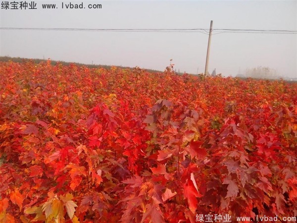 <a href='http://www.hn123.net.cn/linmuzhongzi/1706.html' target='_blank'>紅楓種子</a>