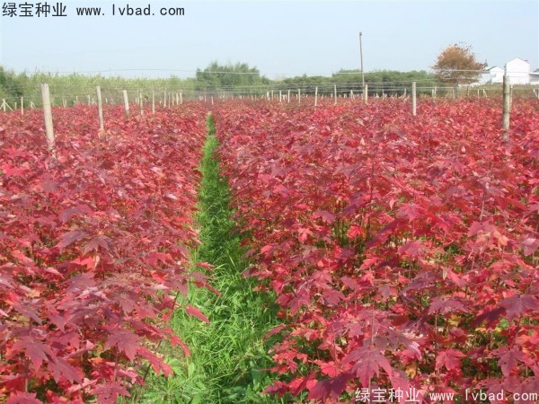 <a href='http://www.hn123.net.cn/linmuzhongzi/1706.html' target='_blank'>紅楓</a><a href='http://www.hn123.net.cn/' target='_blank'>種子</a>