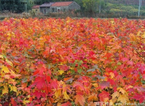 紅楓<a href='http://www.hn123.net.cn/' target='_blank'>種子</a>