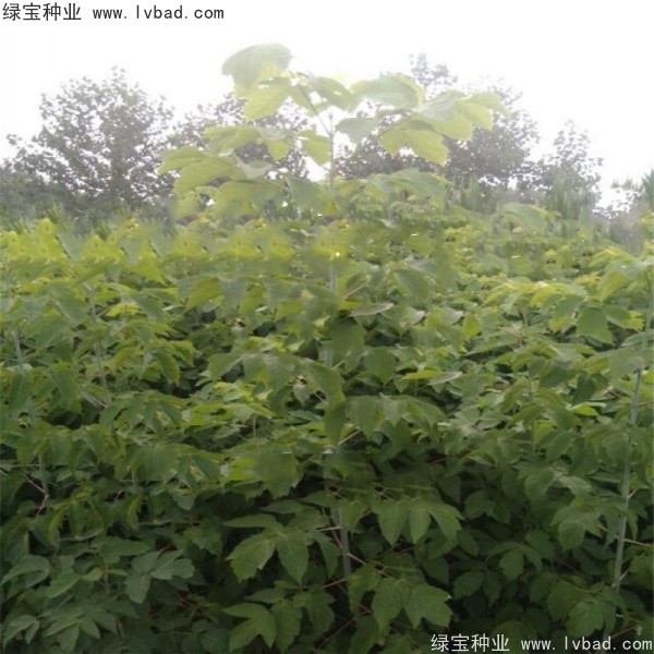 <a href='http://www.hn123.net.cn/linmuzhongzi/1707.html' target='_blank'>糖槭種子</a>