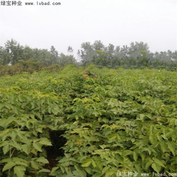 糖槭<a href='http://www.hn123.net.cn/' target='_blank'>種子</a>