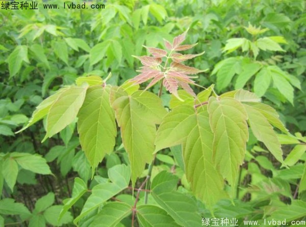 <a href='http://www.hn123.net.cn/linmuzhongzi/1707.html' target='_blank'>糖槭種子</a>