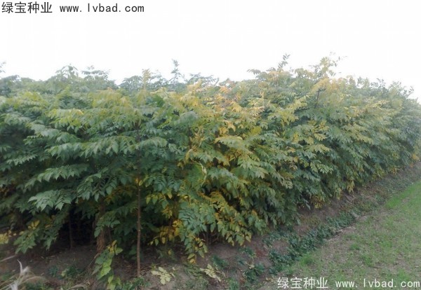 <a href='http://www.hn123.net.cn/linmuzhongzi/1710.html' target='_blank'>欒樹種子</a>