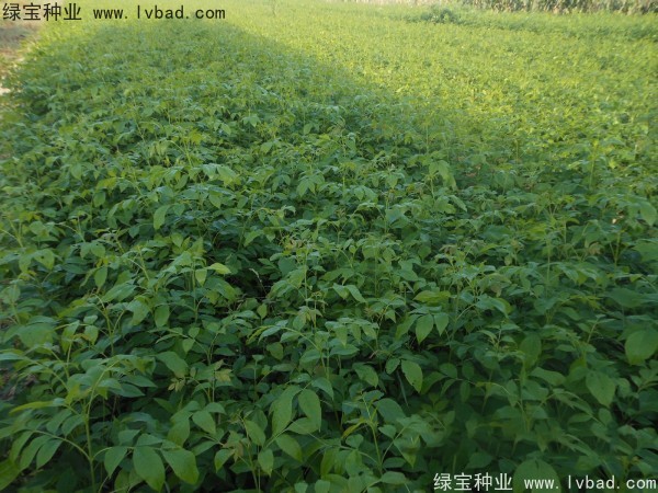 <a href='http://www.hn123.net.cn/linmuzhongzi/1712.html' target='_blank'>白蠟種子</a>