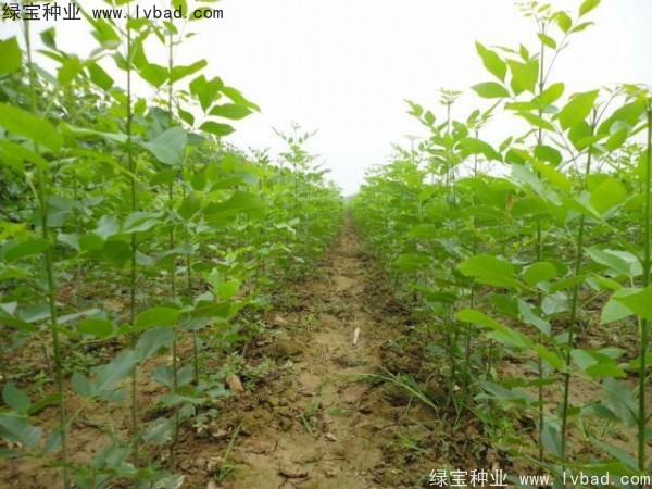 白蠟<a href='http://www.hn123.net.cn/' target='_blank'>種子</a>
