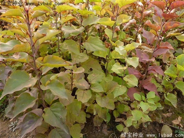 <a href='http://www.hn123.net.cn/linmuzhongzi/1713.html' target='_blank'>丁香</a><a href='http://www.hn123.net.cn/' target='_blank'>種子</a>