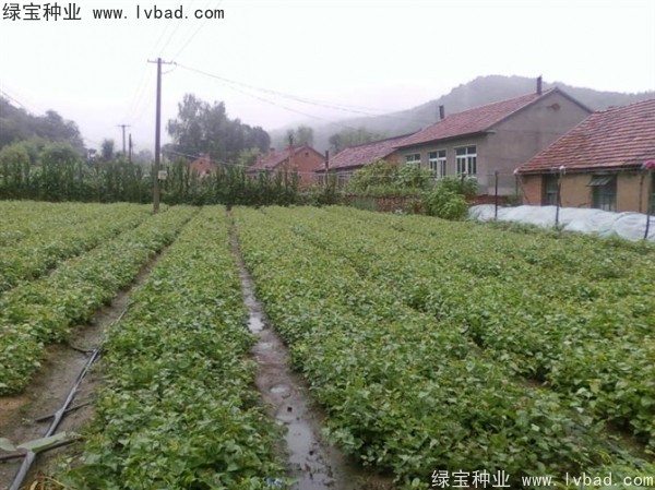 <a href='http://www.hn123.net.cn/linmuzhongzi/1713.html' target='_blank'>丁香種子</a>