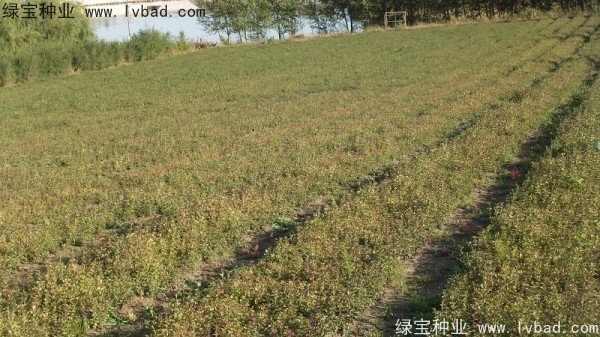 <a href='http://www.hn123.net.cn/linmuzhongzi/1713.html' target='_blank'>丁香種子</a>
