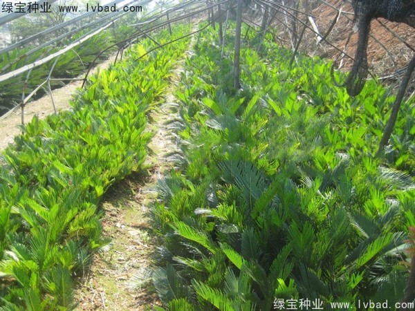 鐵樹(shù)種子