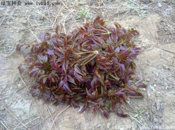 <a href='http://www.hn123.net.cn/linmuzhongzi/1719.html' target='_blank'>香椿種子</a>
