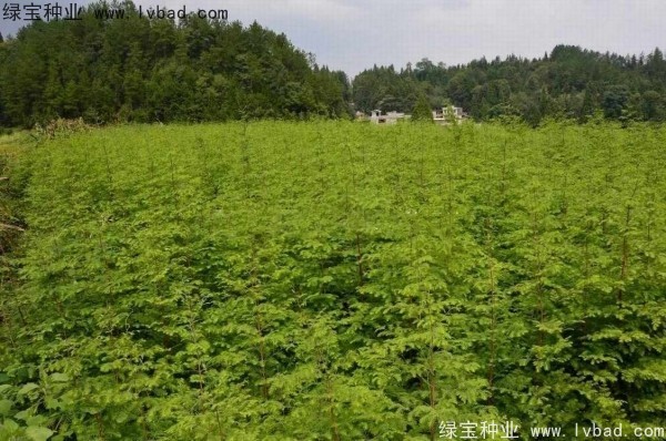 <a href='http://www.hn123.net.cn/linmuzhongzi/1720.html' target='_blank'>水杉</a><a href='http://www.hn123.net.cn/' target='_blank'>種子</a>
