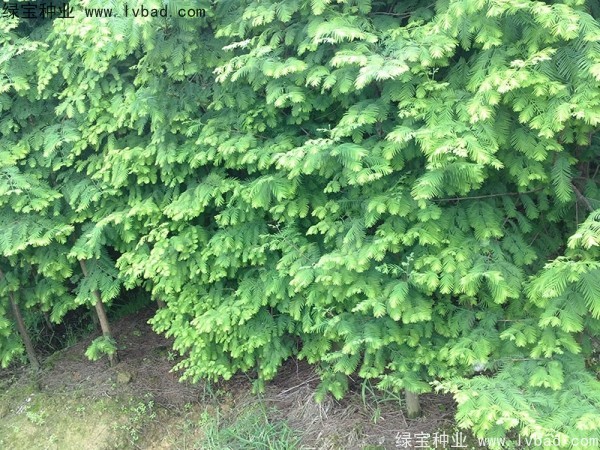 <a href='http://www.hn123.net.cn/linmuzhongzi/1720.html' target='_blank'>水杉種子</a>