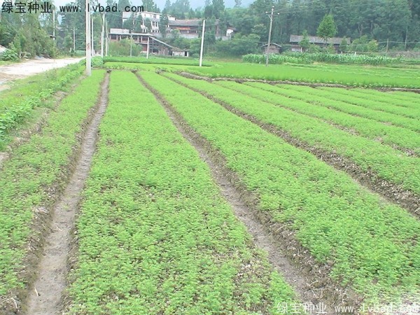 水杉<a href='http://www.hn123.net.cn/' target='_blank'>種子</a>