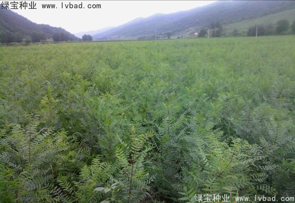 <a href='http://www.hn123.net.cn/linmuzhongzi/1721.html' target='_blank'>文冠果種子</a>