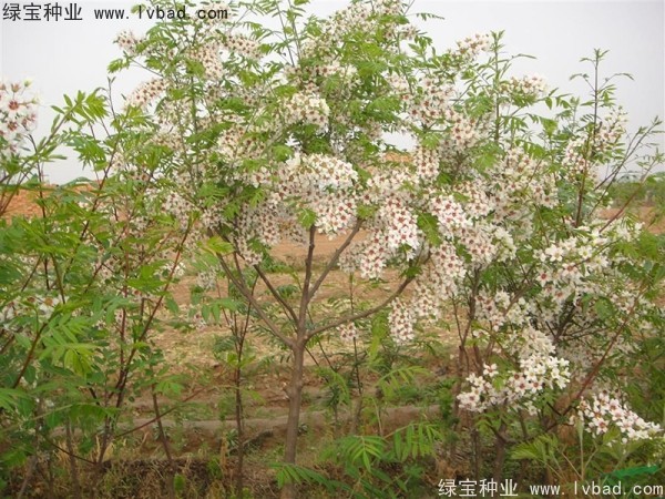文冠果<a href='http://www.hn123.net.cn/' target='_blank'>種子</a>