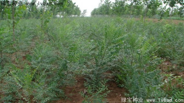 <a href='http://www.hn123.net.cn/linmuzhongzi/1721.html' target='_blank'>文冠果種子</a>