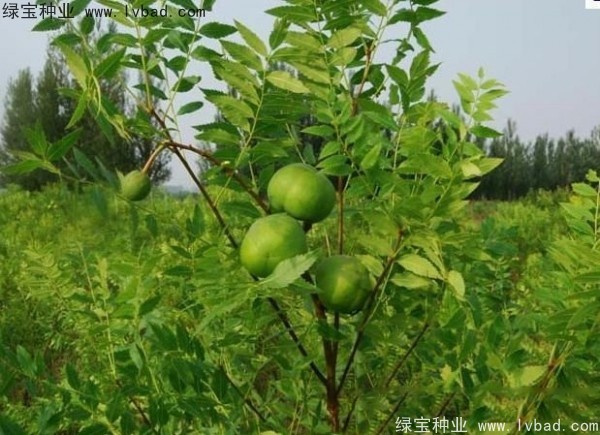 <a href='http://www.hn123.net.cn/linmuzhongzi/1721.html' target='_blank'>文冠果</a><a href='http://www.hn123.net.cn/' target='_blank'>種子</a>