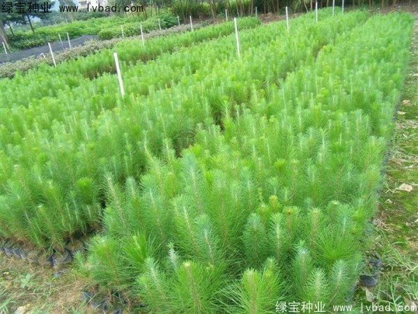 <a href='http://www.hn123.net.cn/linmuzhongzi/1722.html' target='_blank'>濕地松</a><a href='http://www.hn123.net.cn/' target='_blank'>種子</a>