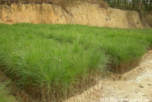 <a href='http://www.hn123.net.cn/linmuzhongzi/1722.html' target='_blank'>濕地松種子</a>