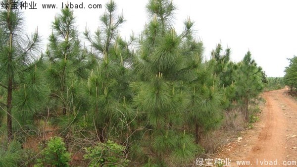 濕地松<a href='http://www.hn123.net.cn/' target='_blank'>種子</a>