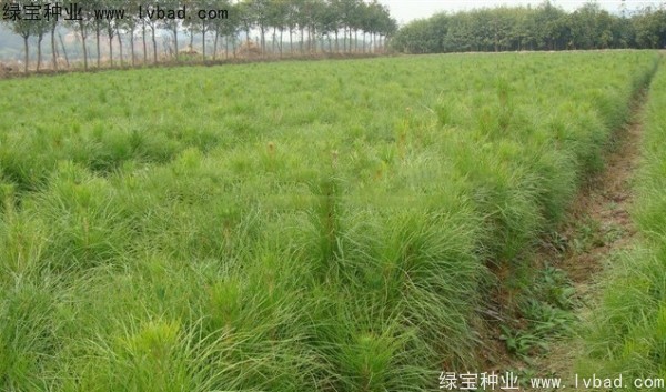 <a href='http://www.hn123.net.cn/linmuzhongzi/1722.html' target='_blank'>濕地松種子</a>