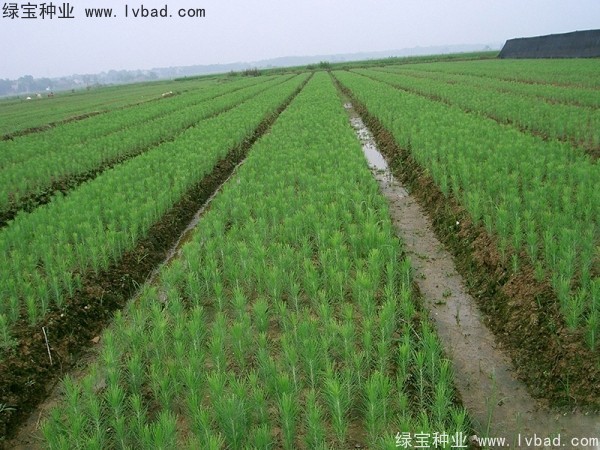 <a href='http://www.hn123.net.cn/linmuzhongzi/1722.html' target='_blank'>濕地松種子</a>