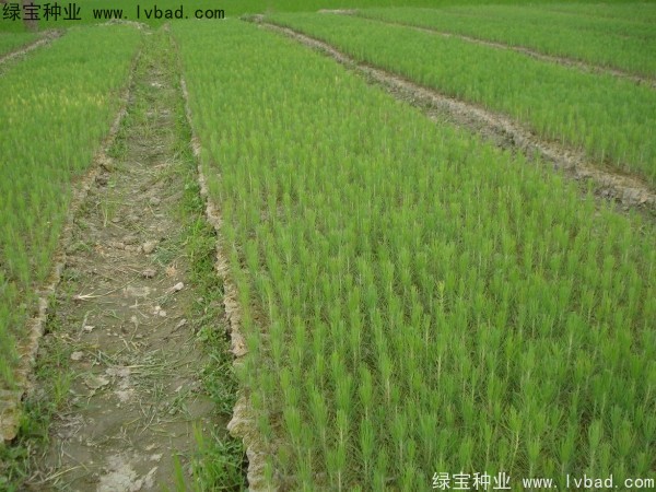 濕地松<a href='http://www.hn123.net.cn/' target='_blank'>種子</a>
