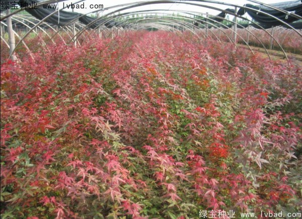 <a href='http://www.hn123.net.cn/linmuzhongzi/1726.html' target='_blank'>日本紅楓</a><a href='http://www.hn123.net.cn/' target='_blank'>種子</a>