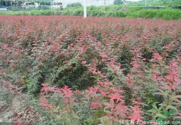 日本<a href='http://www.hn123.net.cn/linmuzhongzi/1706.html' target='_blank'>紅楓種子</a>