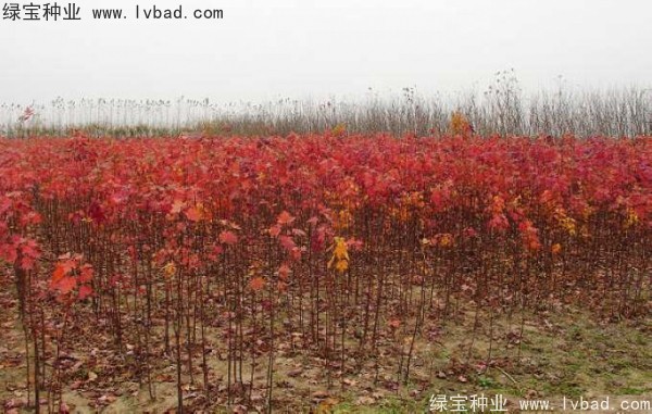 <a href='http://www.hn123.net.cn/linmuzhongzi/1726.html' target='_blank'>日本紅楓種子</a>