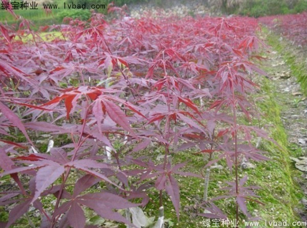日本<a href='http://www.hn123.net.cn/linmuzhongzi/1706.html' target='_blank'>紅楓</a><a href='http://www.hn123.net.cn/' target='_blank'>種子</a>
