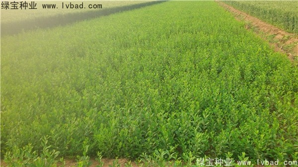 <a href='http://www.hn123.net.cn/linmuzhongzi/1728.html' target='_blank'>水臘種子</a>