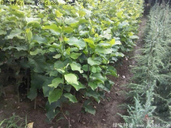<a href='http://www.hn123.net.cn/linmuzhongzi/1729.html' target='_blank'>紫玉蘭種子</a>