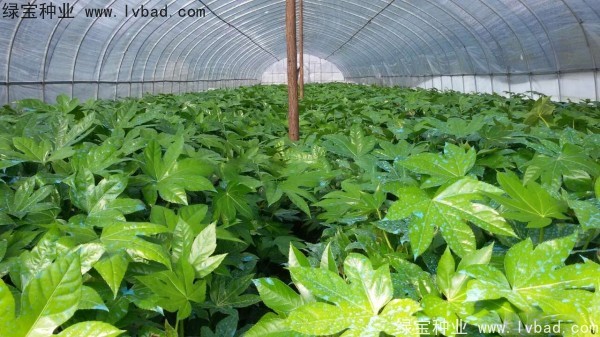 <a href='http://www.hn123.net.cn/linmuzhongzi/1730.html' target='_blank'>八角金盤種子</a>